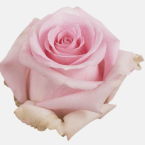 ROSE BLUSHING AKITO - 50 CM